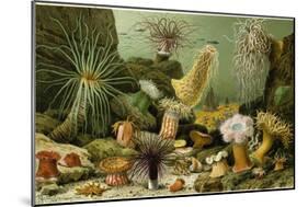 Sea Anemones-null-Mounted Giclee Print