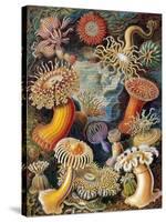 Sea Anemones-Science Source-Stretched Canvas