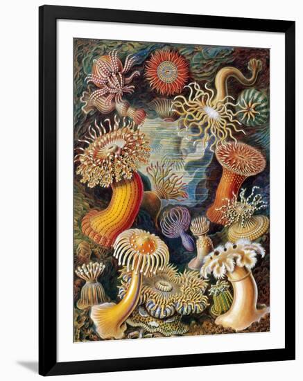 Sea Anemones-Science Source-Framed Giclee Print