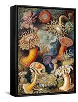 Sea Anemones-Science Source-Framed Stretched Canvas