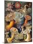 Sea Anemones-Science Source-Mounted Giclee Print