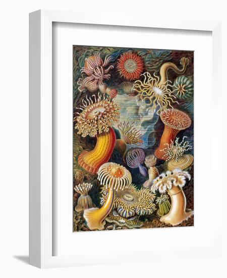 Sea Anemones-Science Source-Framed Giclee Print