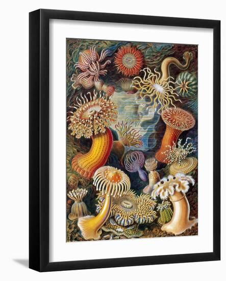 Sea Anemones-Science Source-Framed Giclee Print