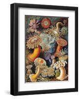 Sea Anemones-Science Source-Framed Premium Giclee Print