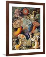 Sea Anemones-Science Source-Framed Giclee Print