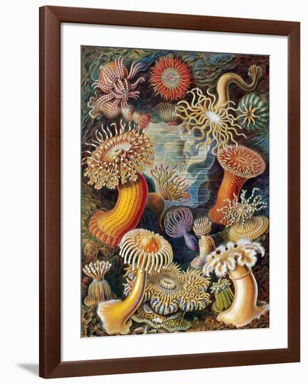 Sea Anemones-Science Source-Framed Giclee Print