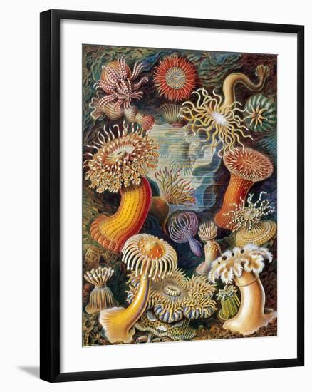 Sea Anemones-Science Source-Framed Premium Giclee Print