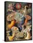 Sea Anemones-Science Source-Framed Stretched Canvas