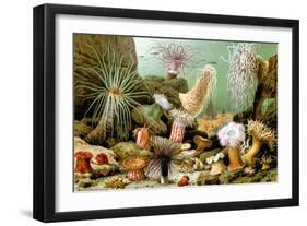 Sea Anemones-Giacomo Merculiano-Framed Art Print