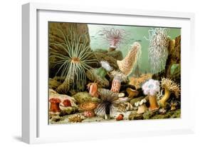 Sea Anemones-Giacomo Merculiano-Framed Art Print