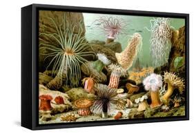 Sea Anemones-Giacomo Merculiano-Framed Stretched Canvas