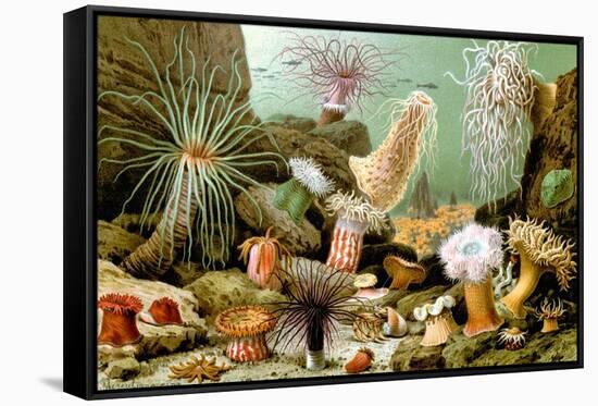 Sea Anemones-Giacomo Merculiano-Framed Stretched Canvas