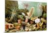 Sea Anemones-Giacomo Merculiano-Mounted Premium Giclee Print