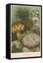 Sea Anemones-null-Framed Stretched Canvas