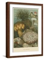 Sea Anemones-null-Framed Art Print