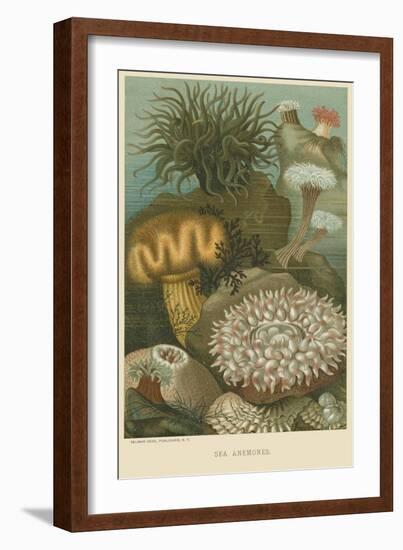 Sea Anemones-null-Framed Art Print