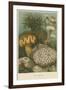 Sea Anemones-null-Framed Art Print