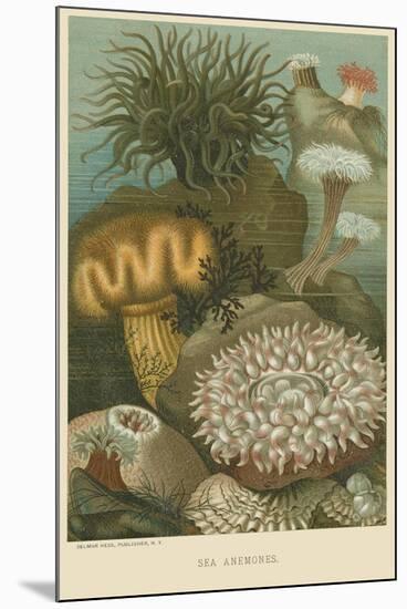 Sea Anemones-null-Mounted Art Print