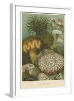 Sea Anemones-null-Framed Art Print