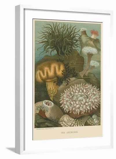 Sea Anemones-null-Framed Art Print