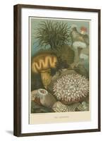 Sea Anemones-null-Framed Art Print