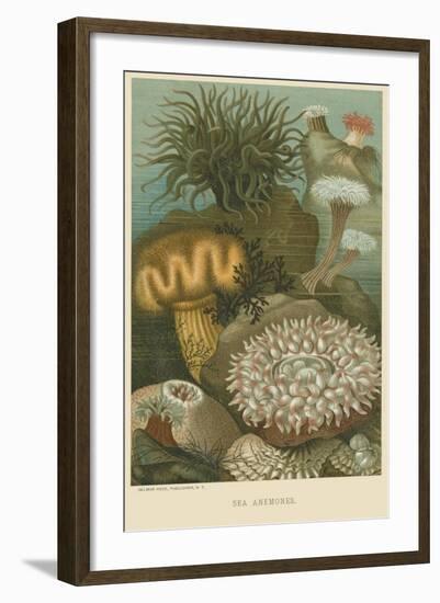 Sea Anemones-null-Framed Art Print