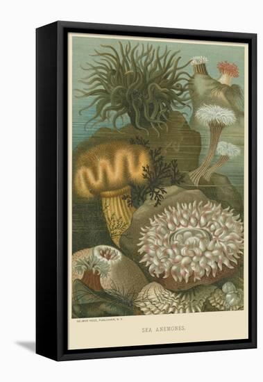 Sea Anemones-null-Framed Stretched Canvas