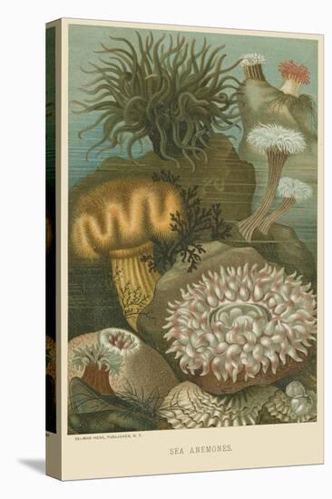 Sea Anemones-null-Stretched Canvas