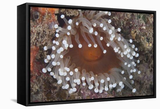 Sea Anenome in the Beqa Lagoon Reef, Fiji-Stocktrek Images-Framed Stretched Canvas