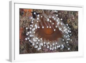 Sea Anenome in the Beqa Lagoon Reef, Fiji-Stocktrek Images-Framed Photographic Print