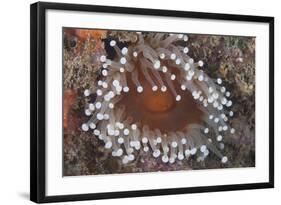 Sea Anenome in the Beqa Lagoon Reef, Fiji-Stocktrek Images-Framed Photographic Print