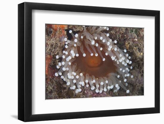 Sea Anenome in the Beqa Lagoon Reef, Fiji-Stocktrek Images-Framed Photographic Print