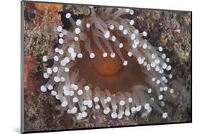 Sea Anenome in the Beqa Lagoon Reef, Fiji-Stocktrek Images-Mounted Photographic Print