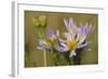 Sea Aster (Tripolium Pannonicum) in Flower, Abbotts Hall Farm, Essex, England, UK, September-Terry Whittaker-Framed Photographic Print