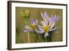 Sea Aster (Tripolium Pannonicum) in Flower, Abbotts Hall Farm, Essex, England, UK, September-Terry Whittaker-Framed Photographic Print