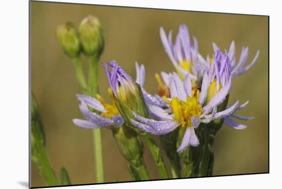 Sea Aster (Tripolium Pannonicum) in Flower, Abbotts Hall Farm, Essex, England, UK, September-Terry Whittaker-Mounted Photographic Print