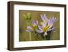 Sea Aster (Tripolium Pannonicum) in Flower, Abbotts Hall Farm, Essex, England, UK, September-Terry Whittaker-Framed Photographic Print