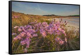 Sea Asters (Tripolium pannonicum) in flower in spring in dunes in Pentle Bay-Nigel Hicks-Framed Stretched Canvas