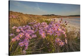 Sea Asters (Tripolium pannonicum) in flower in spring in dunes in Pentle Bay-Nigel Hicks-Stretched Canvas