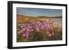 Sea Asters (Tripolium pannonicum) in flower in spring in dunes in Pentle Bay-Nigel Hicks-Framed Photographic Print