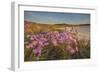 Sea Asters (Tripolium pannonicum) in flower in spring in dunes in Pentle Bay-Nigel Hicks-Framed Photographic Print