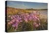 Sea Asters (Tripolium pannonicum) in flower in spring in dunes in Pentle Bay-Nigel Hicks-Stretched Canvas