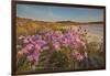 Sea Asters (Tripolium pannonicum) in flower in spring in dunes in Pentle Bay-Nigel Hicks-Framed Photographic Print