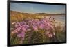 Sea Asters (Tripolium pannonicum) in flower in spring in dunes in Pentle Bay-Nigel Hicks-Framed Photographic Print