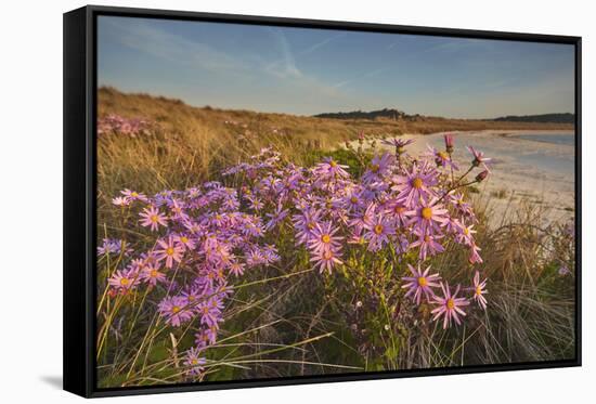 Sea Asters (Tripolium pannonicum) in flower in spring in dunes in Pentle Bay-Nigel Hicks-Framed Stretched Canvas