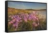 Sea Asters (Tripolium pannonicum) in flower in spring in dunes in Pentle Bay-Nigel Hicks-Framed Stretched Canvas