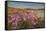 Sea Asters (Tripolium pannonicum) in flower in spring in dunes in Pentle Bay-Nigel Hicks-Framed Stretched Canvas