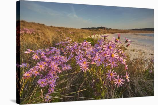 Sea Asters (Tripolium pannonicum) in flower in spring in dunes in Pentle Bay-Nigel Hicks-Stretched Canvas
