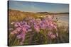 Sea Asters (Tripolium pannonicum) in flower in spring in dunes in Pentle Bay-Nigel Hicks-Stretched Canvas