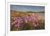 Sea Asters (Tripolium pannonicum) in flower in spring in dunes in Pentle Bay-Nigel Hicks-Framed Photographic Print